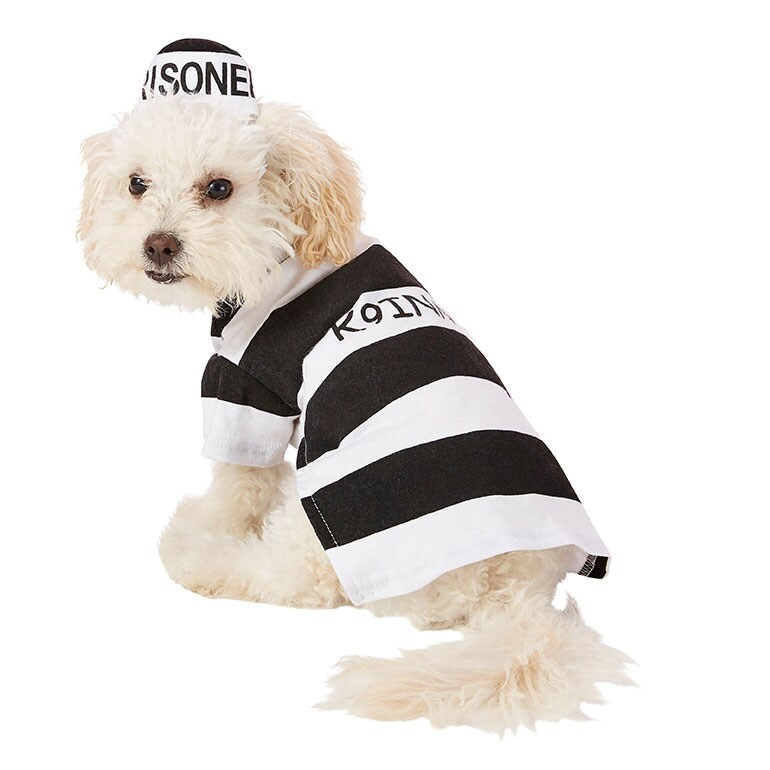 human and dog matching costumes -prisoner