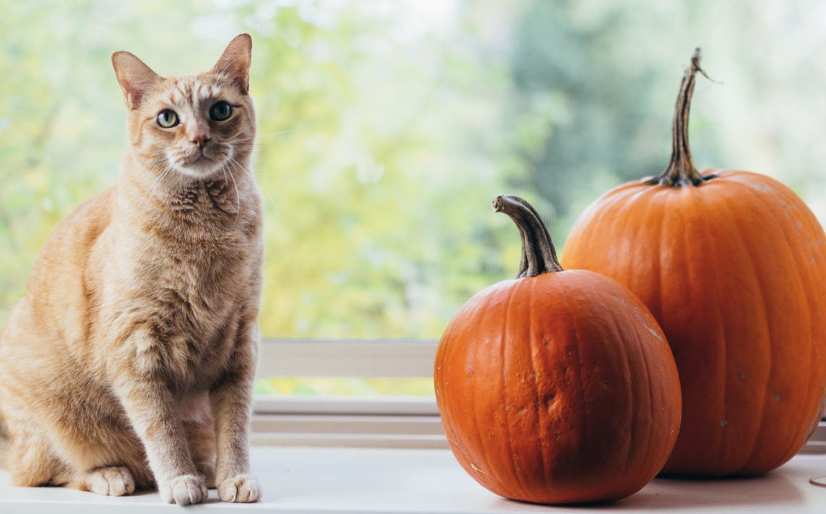 Can Cats Eat Pumpkin Bechewy