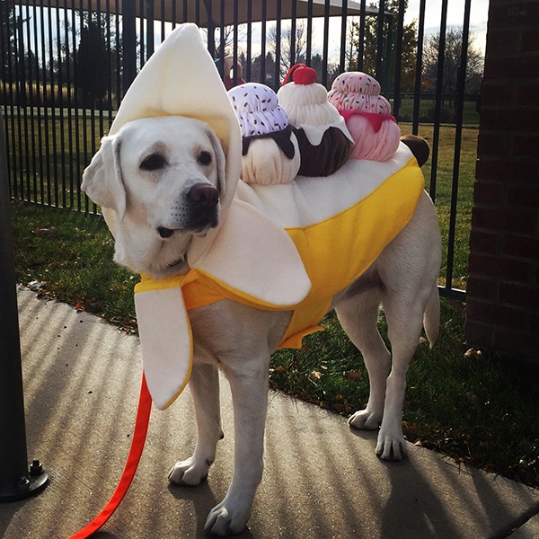 19 Best Dog Costumes For A Howl Ing Good Bechewy - Diy Dog Banana Costume