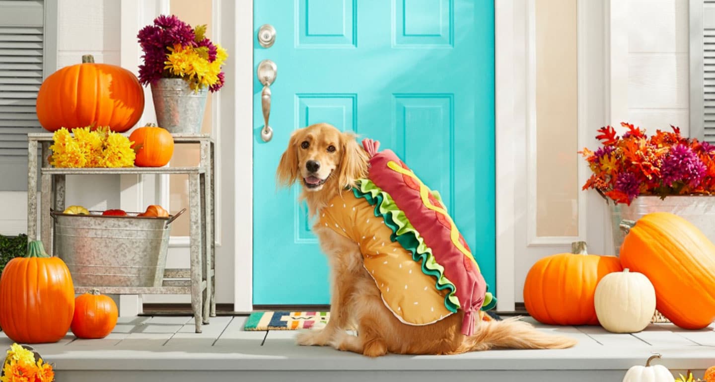 large dog halloween costumes - larger and giant breeds