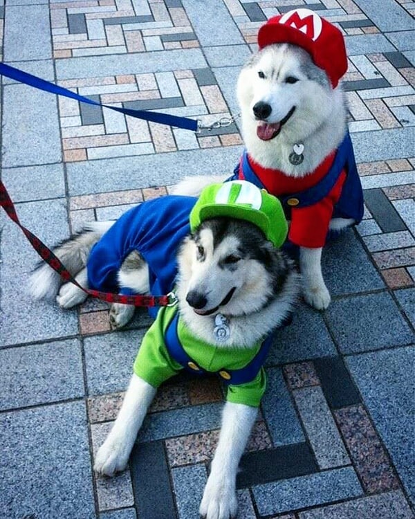 костюмы для собак