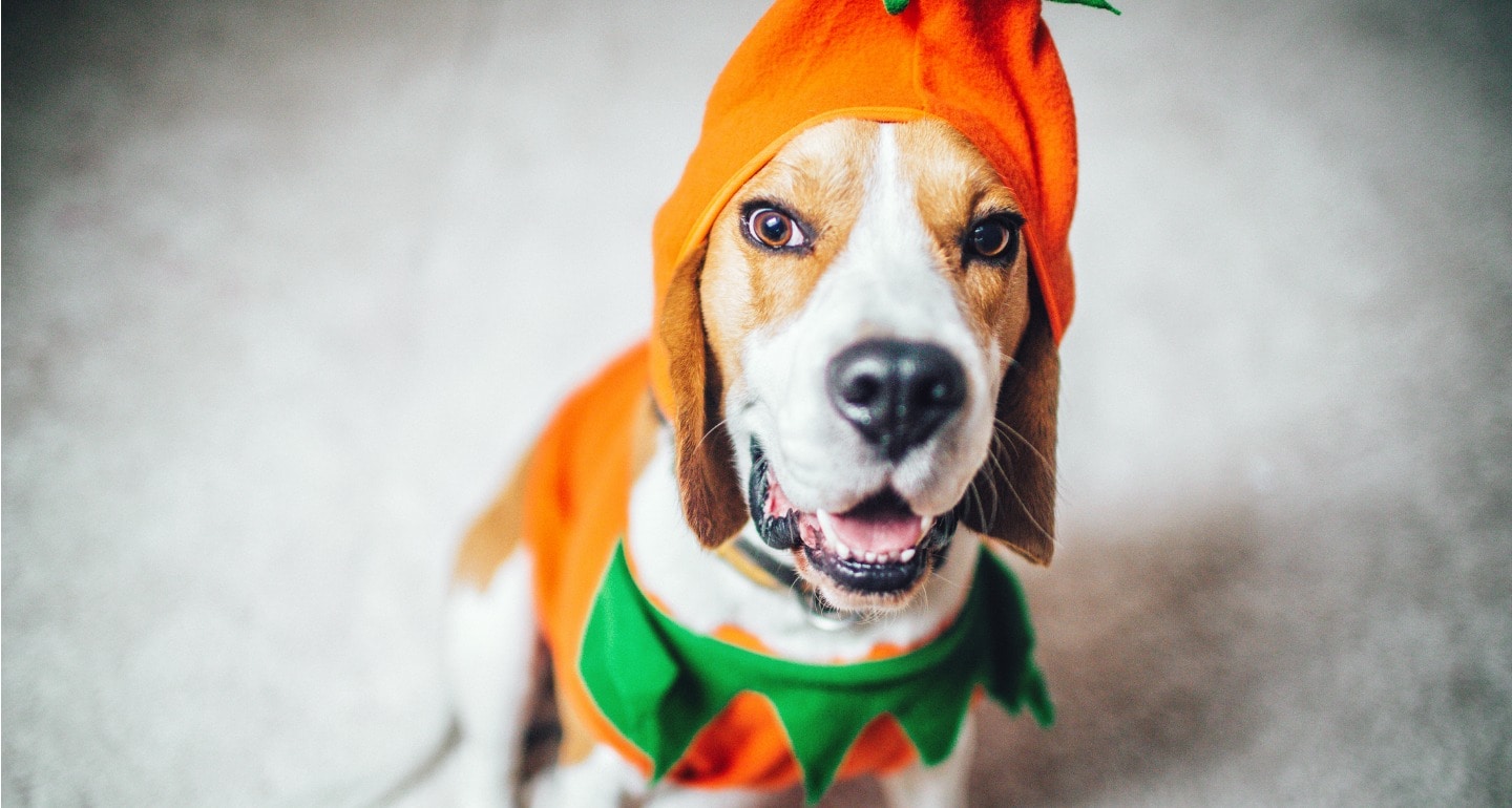 Halloween Dog Names 50 Spooky Dog Names For Halloween Lovers Bechewy