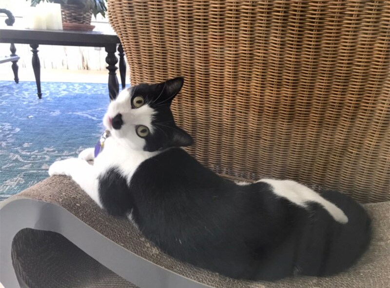 adopted pet bob