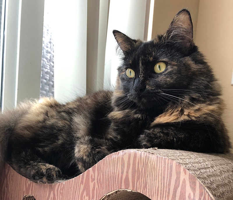 Luna the cat today