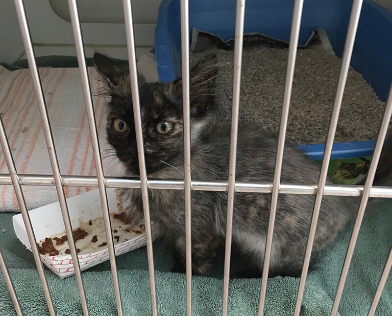 Luna at the shelter looking like a little werewolf.