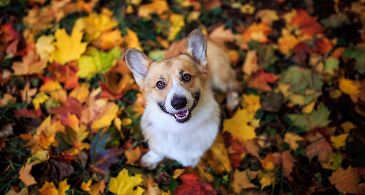 75 Fall Pet Names: Dog Names, Cat Names and More | BeChewy
