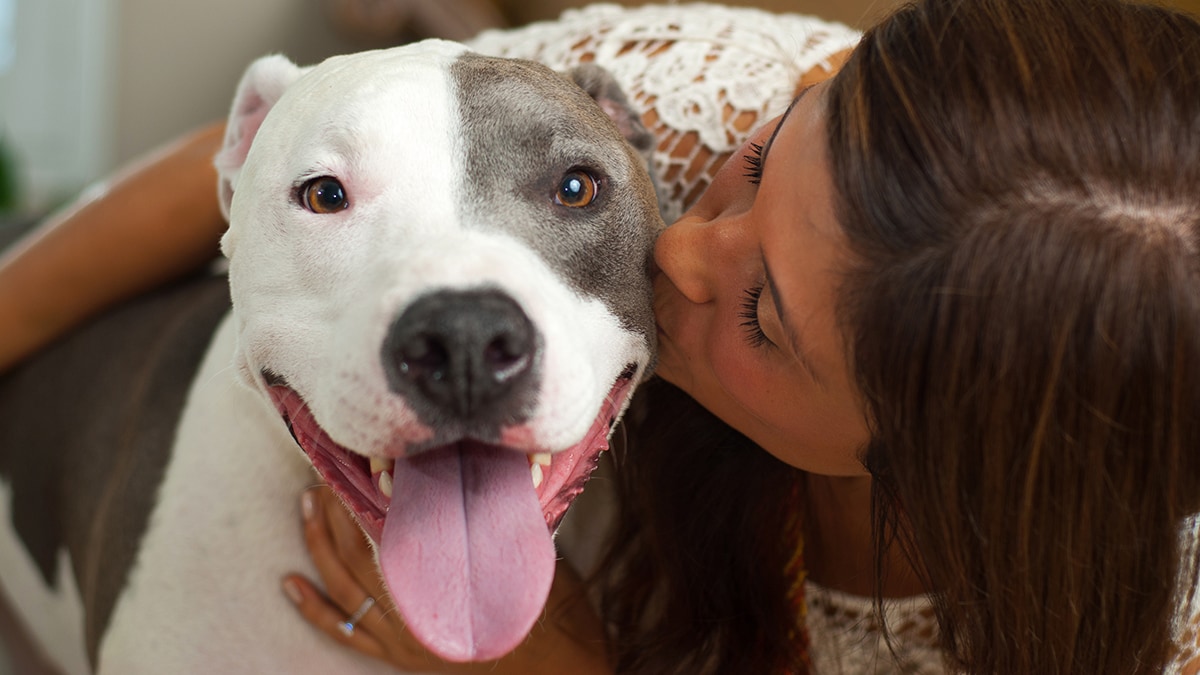 11 Fun Pit Bull Facts: They May Just Be the Dog For You – Central