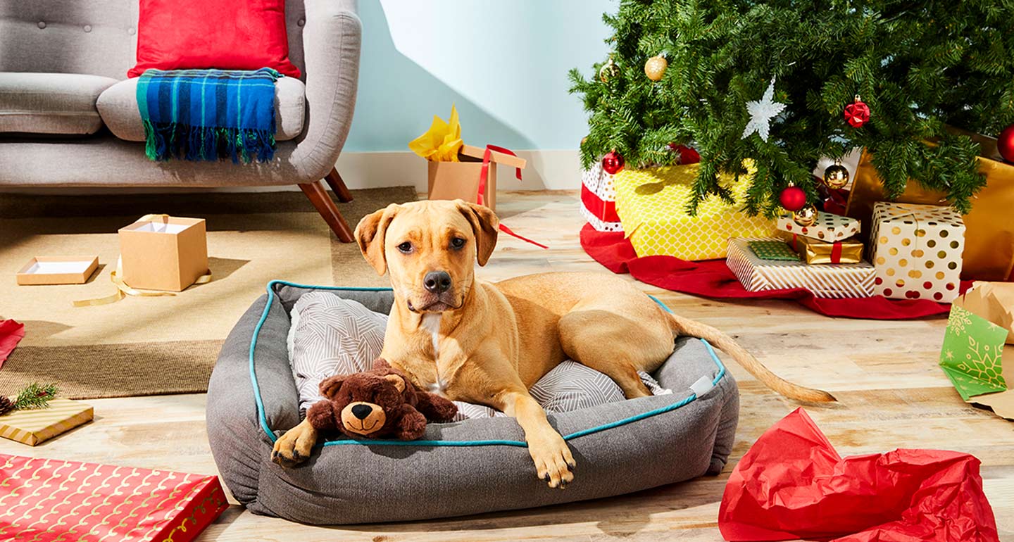 Dog bed clearance wish