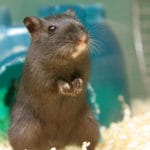 proper gerbil cage