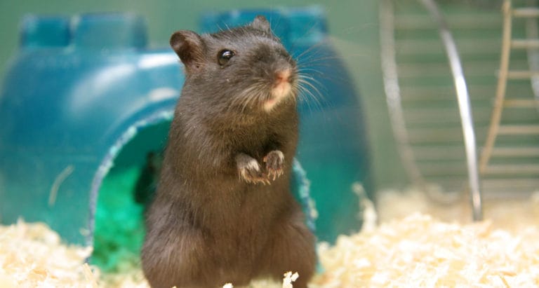 Shops gerbil cages with tubes