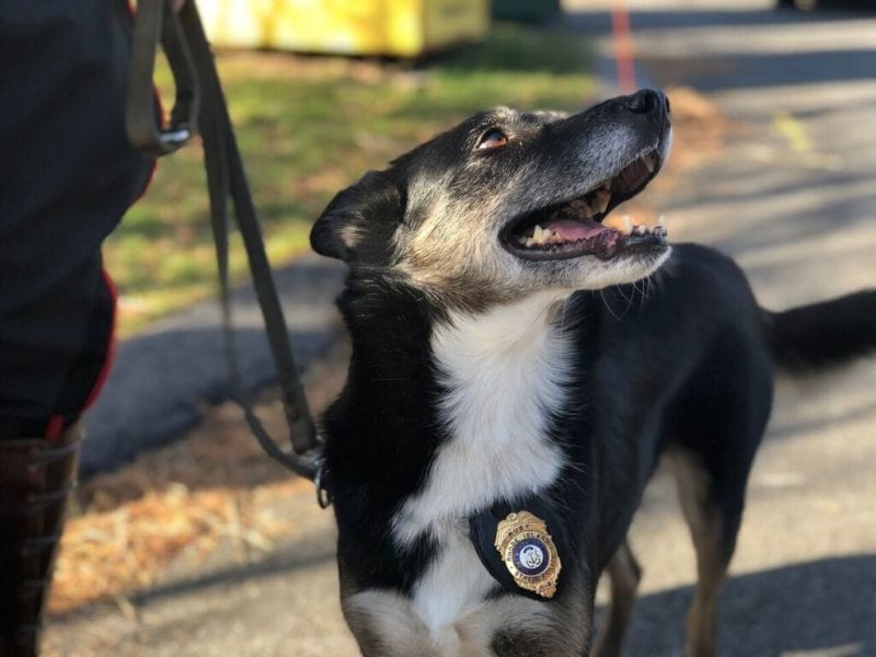 ruby search and rescue dog