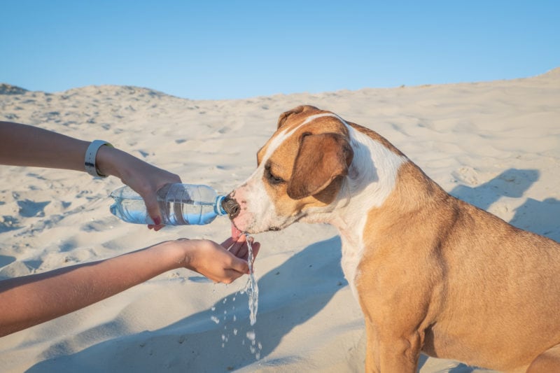 Beach stuff best sale for dogs