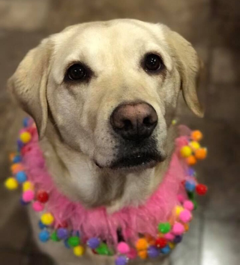 frances hearing dog