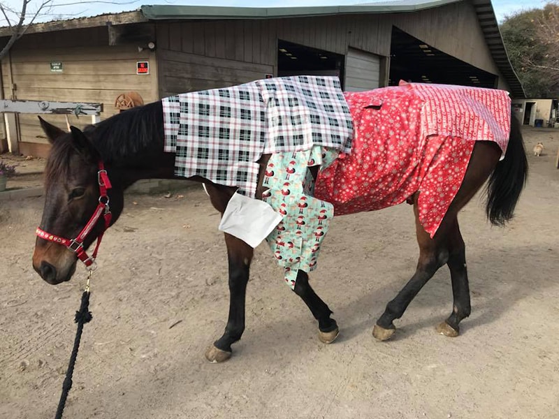 holiday decorating for horse stalls
