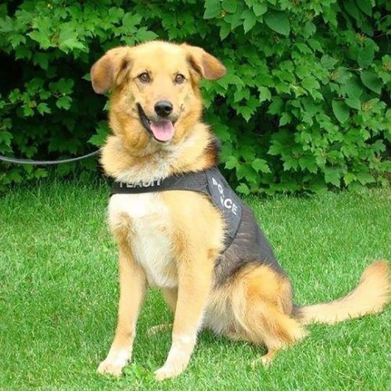 k 9 flash service dog