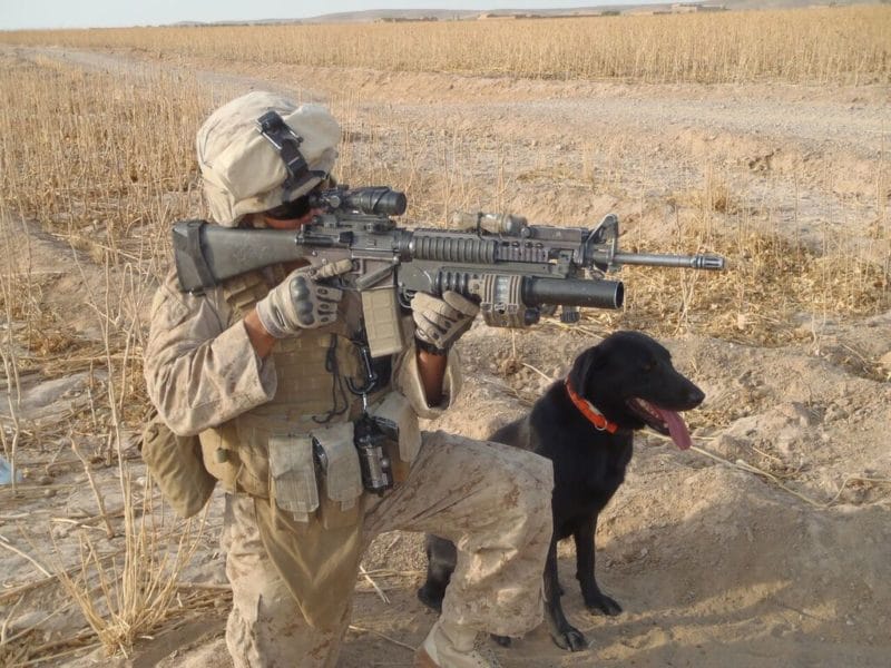 fieldy military dog