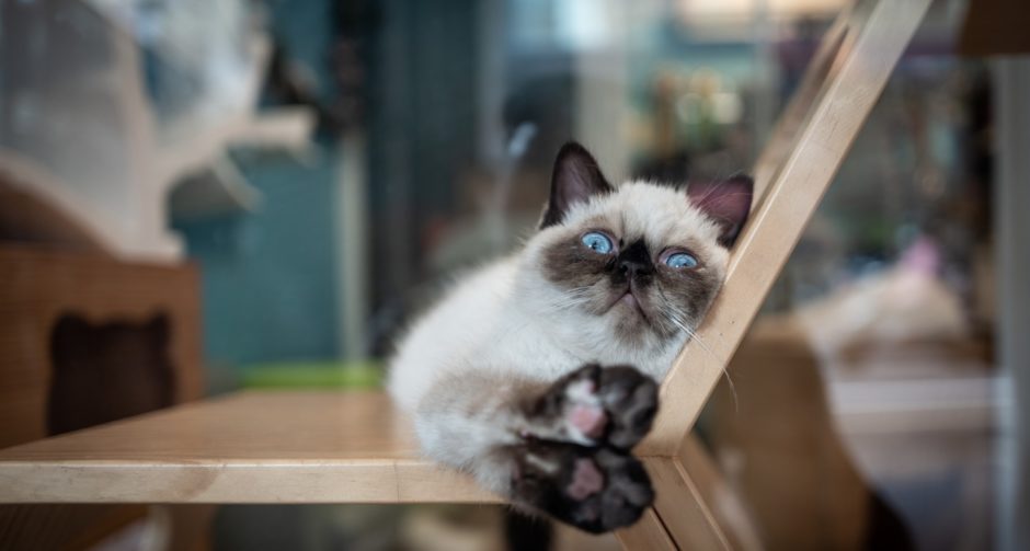 7 Cool Cat Cafes from Around the World BeChewy