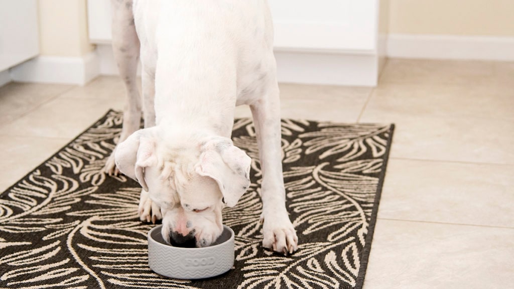Choosing a Freeze-Dried Dog Food: 7 Brands to Try | BeChewy