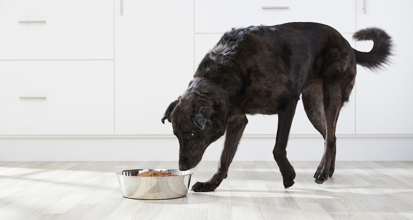 Senior Dog Diets: Choosing the Best Food for Older Dogs | BeChewy