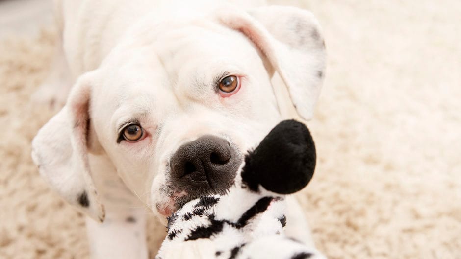 8 Plush Dog Toys for Your Pampered Pup BeChewy