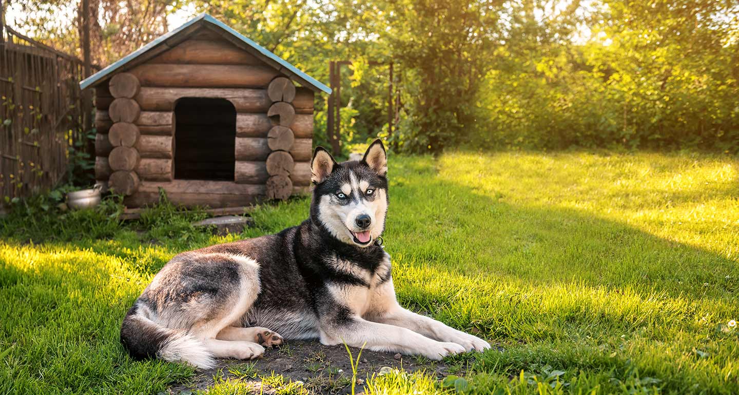 Zoom & Zoomies: Top Toys to Keep Your Dog Busy While You Work