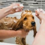 8 Essential Dog Grooming Supplies for At-Home Grooming