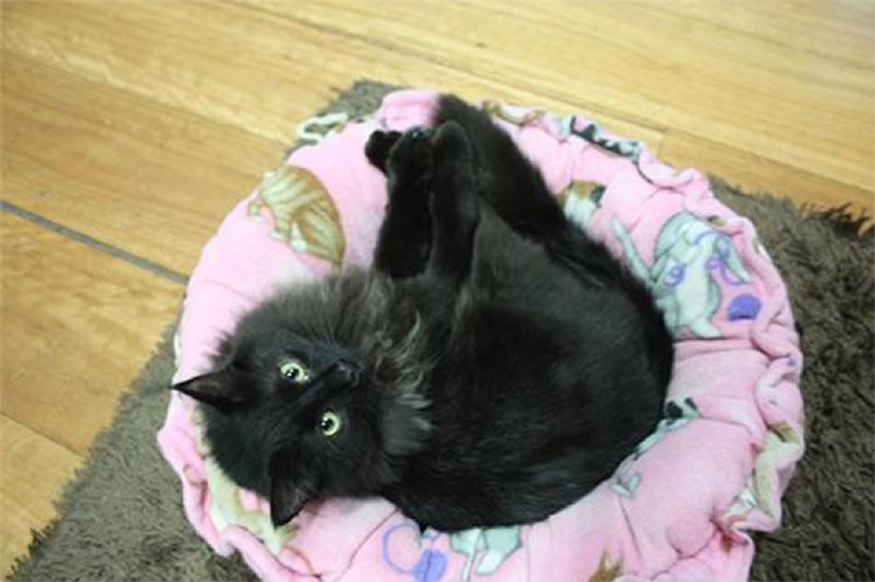 7 Cool Cat Cafes from Around the World BeChewy