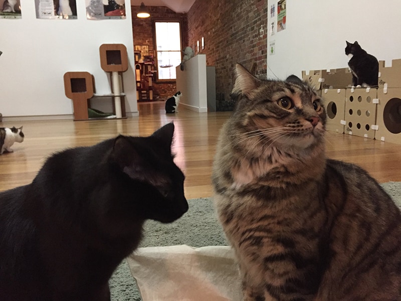 7 Cool Cat Cafes from Around the World BeChewy