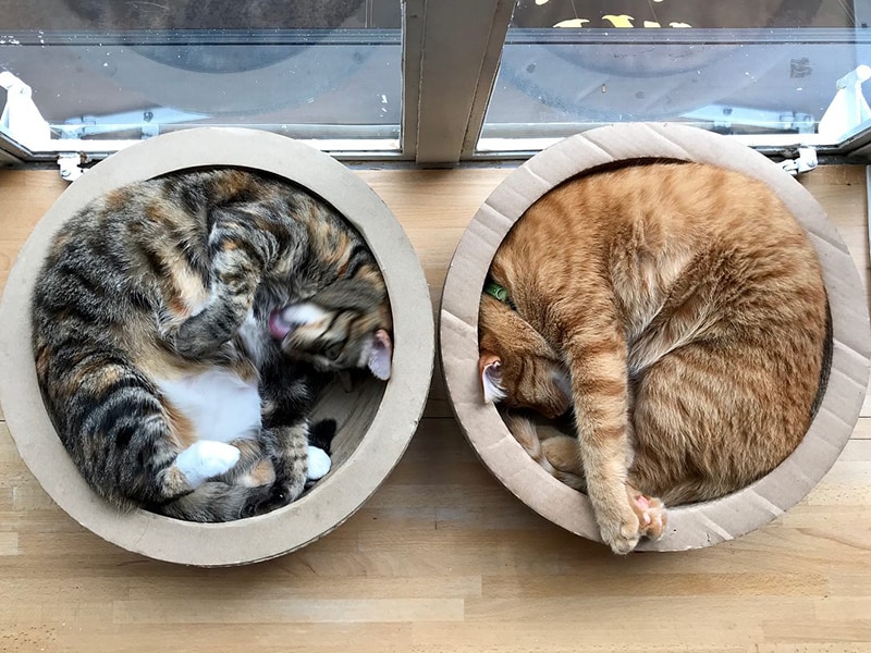 The Five Best Cat Cafes From Around the World — The Neighbor's Cat