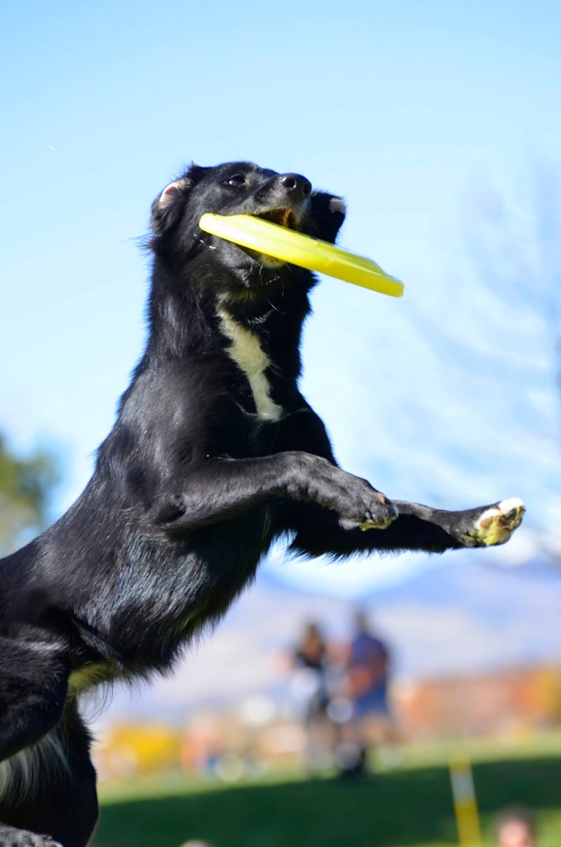 disc dog Muse