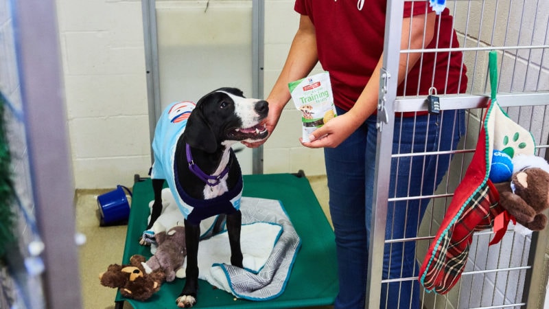 chewy and hills give shelter dogs gifts