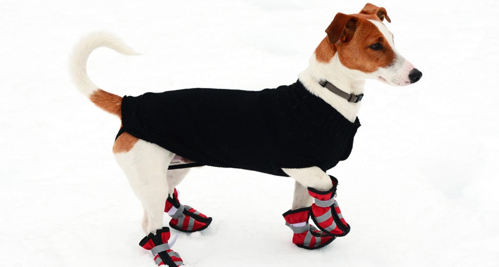 how to train dog to wear boots