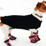 how to train a dog to wear boots