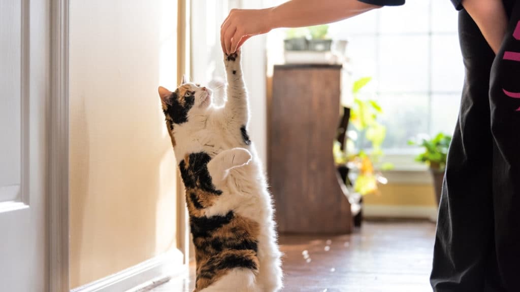 Improving Treat Time: 6 Ways to Step Up Your Cat Treats Game