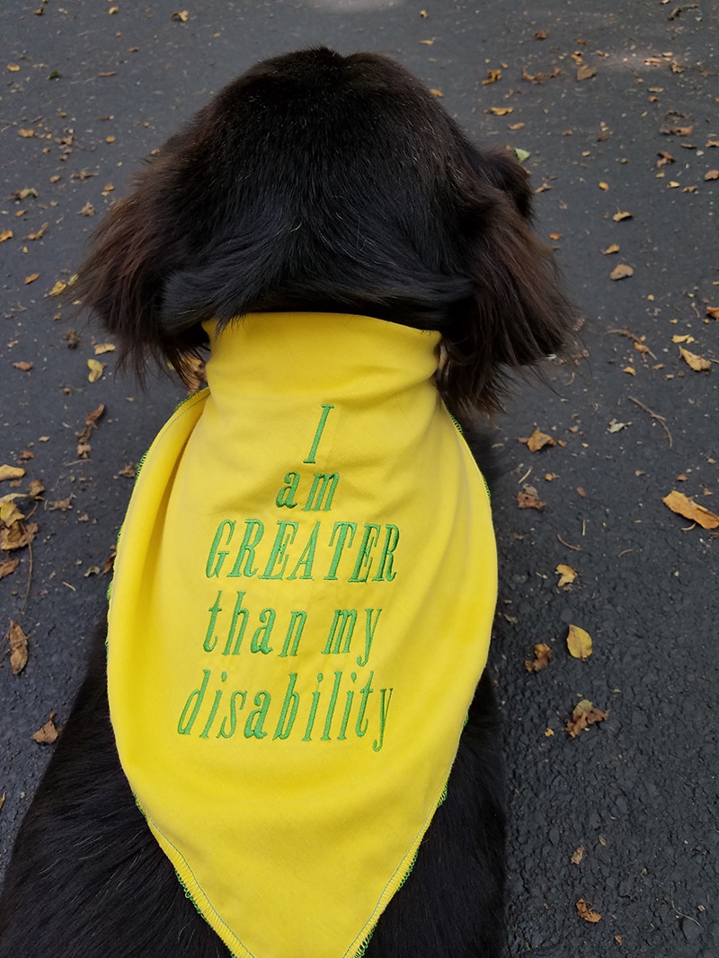 Dog story Sadie