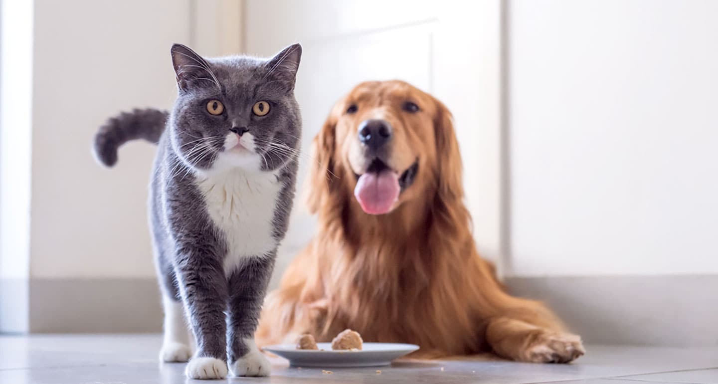 Prescription Pet Food for Dogs and Cats