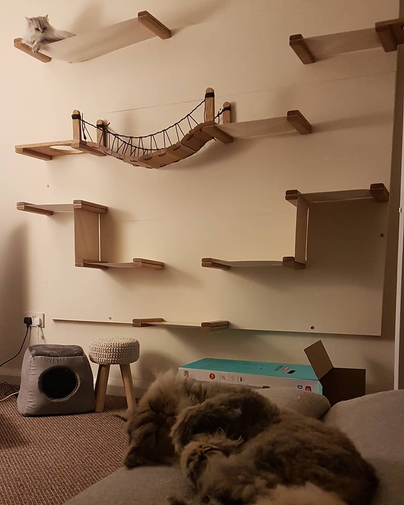 High style cat rooms with a cat shelf of two.