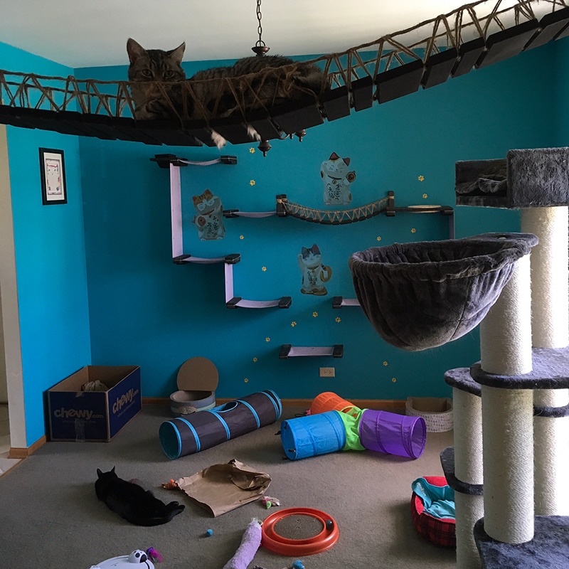 Cat rooms by creative decorators. 