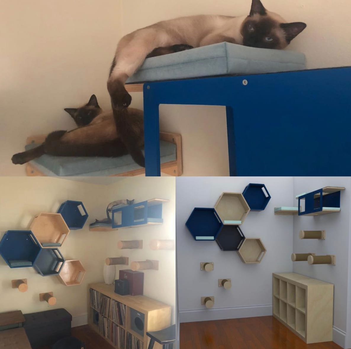 Climbing shelves for cats in cat rooms.