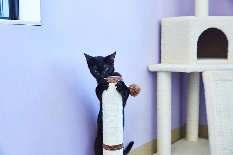 “The cats were ecstatic with the new goodies from Chewy. They could not stop jumping and playing around and snuggling in their new beds,” Ellis says.