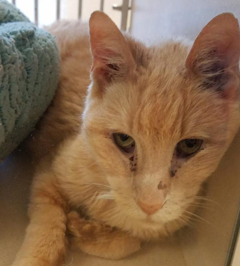 Photo Caption: Pinky, a 15-year-old cat at Peggy Adams Animal Rescue League, is looking for a permanent home.