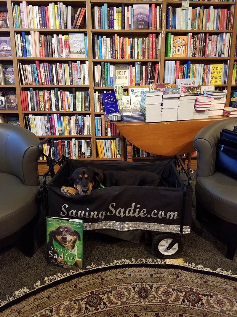 Dog story Sadie