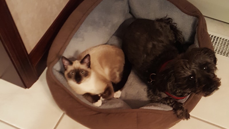 Lulu cat rescue story