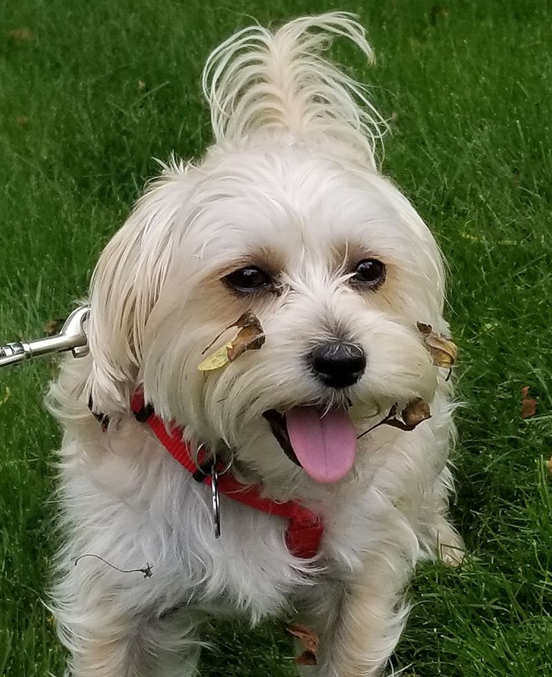 New York Family Rescues Dog While on a Trip 1,000 Miles Away From Home