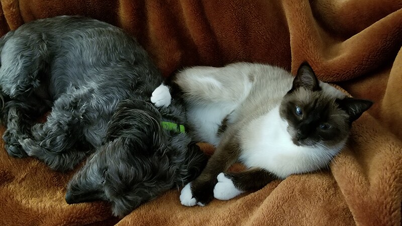 Lulu cat rescue story
