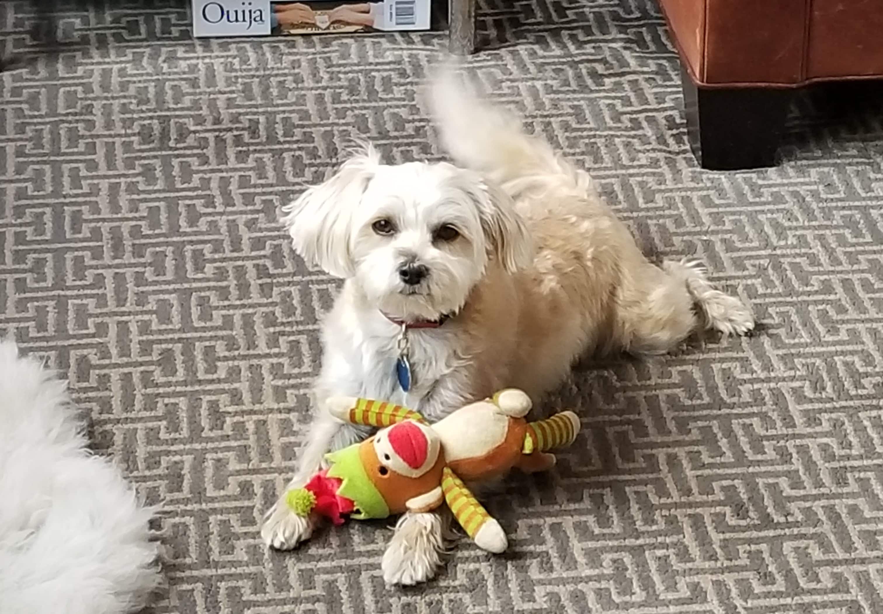 New York Family Rescues Dog While on a Trip 1,000 Miles Away From Home