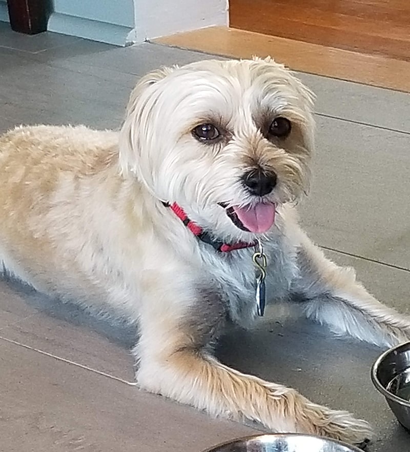 New York Family Rescues Dog While on a Trip 1,000 Miles Away From Home