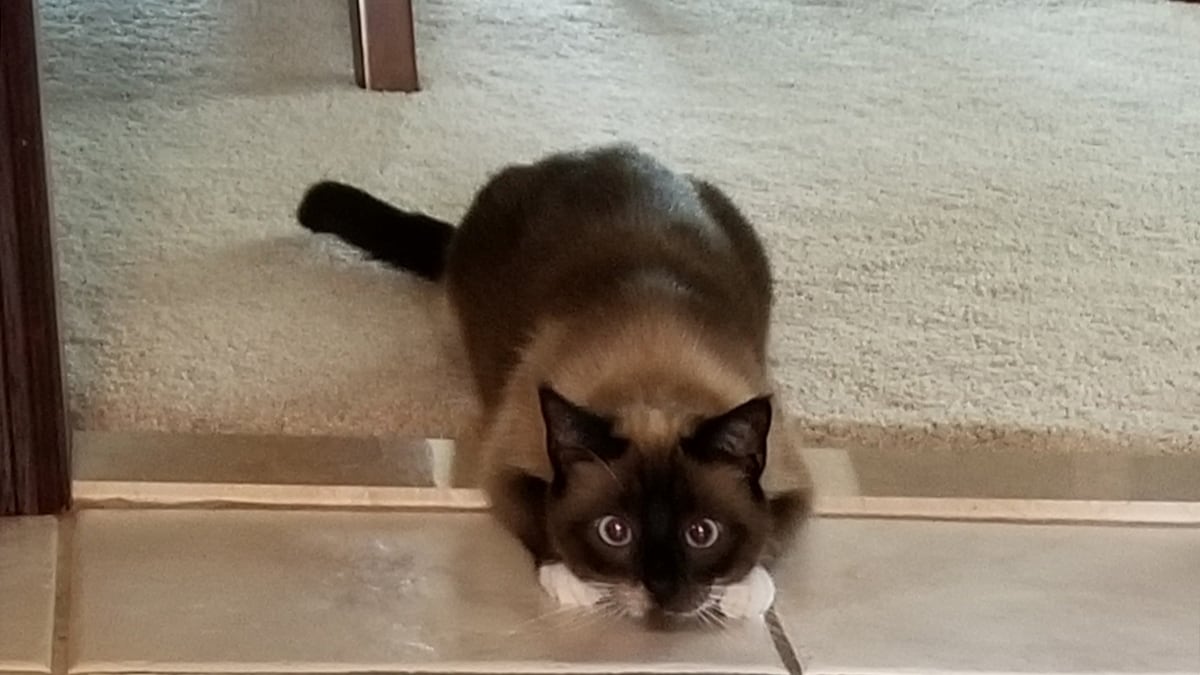 Lulu cat rescue story