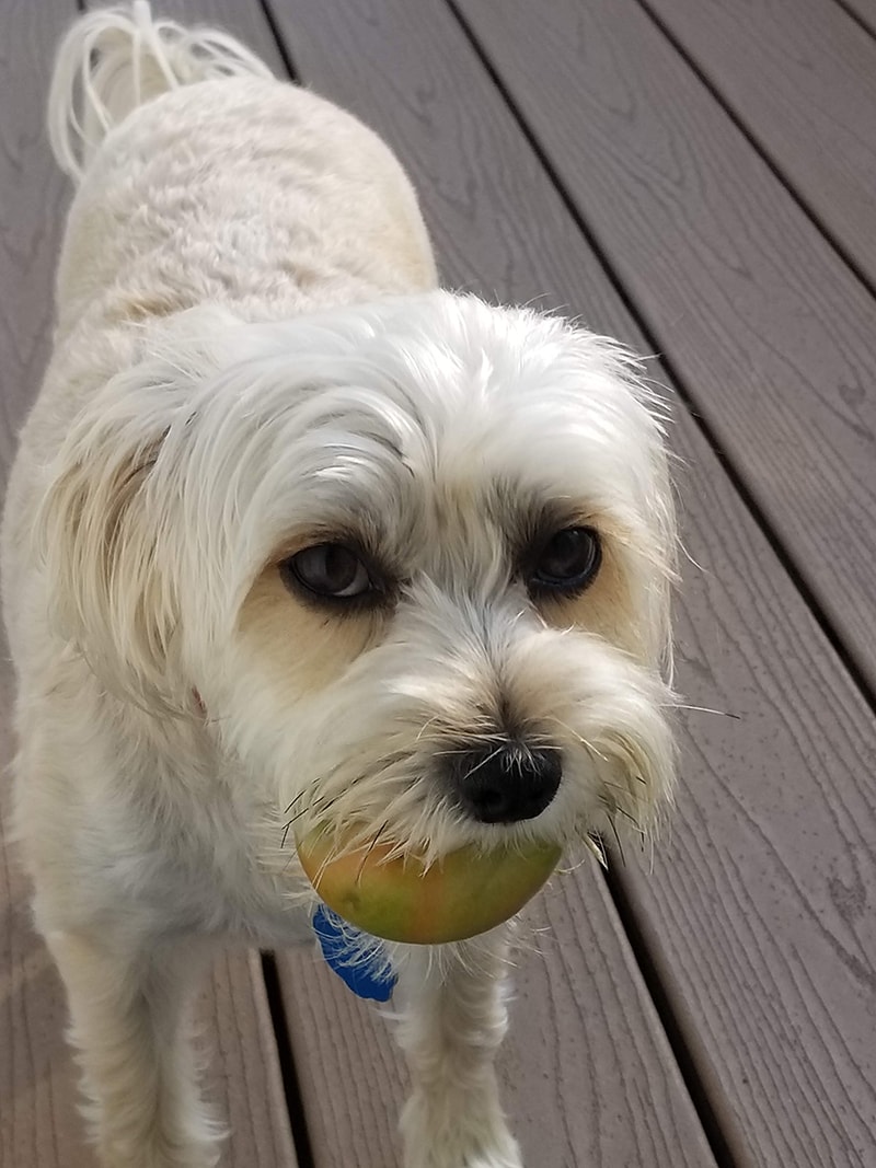 New York Family Rescues Dog While on a Trip 1,000 Miles Away From Home