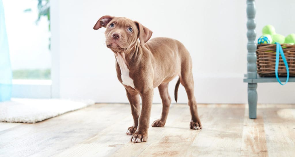 New Dog Product Checklist for Every Life Stage